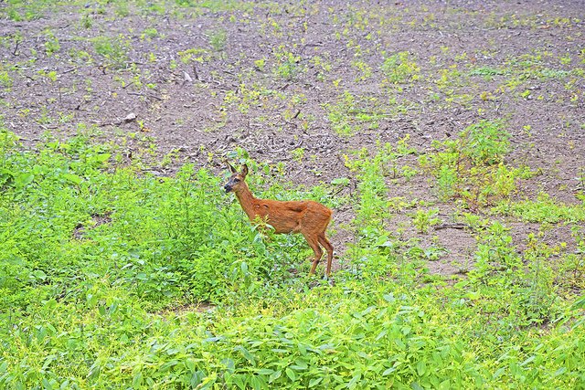 Ein Reh sucht auf dem brachliegenden De-Planque-Gelände nach Futter