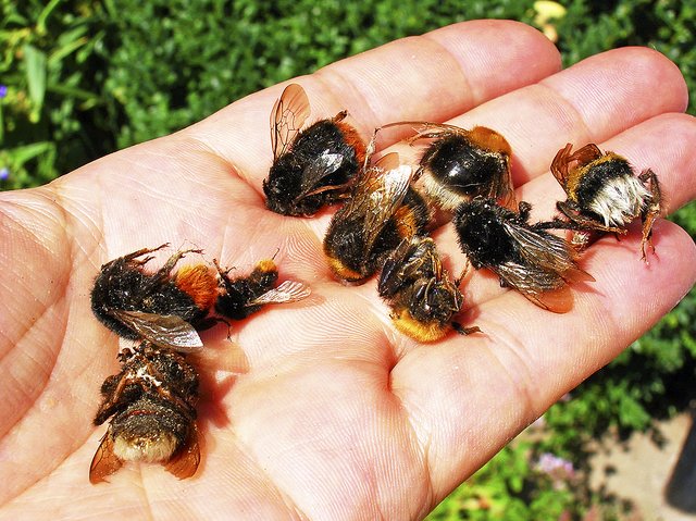 Vor allem unter Krim- und Silberlinden finden sich "Hummel-Friedhöfe" Foto: NABU/Peter Hildebrandt
