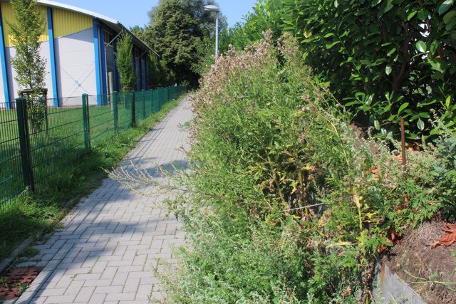 Wolfgang Dohm kritisiert auch die seiner Meinung nach mangelhafte Pflege öffentlicher Wege | Foto: lt