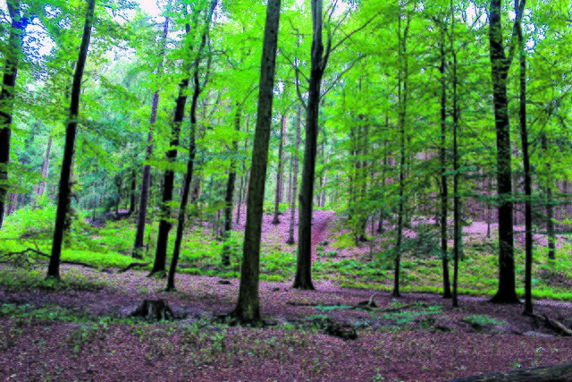 Der Wald bietet analoge Entschleunigung, ist Freyenhagen überzeugt