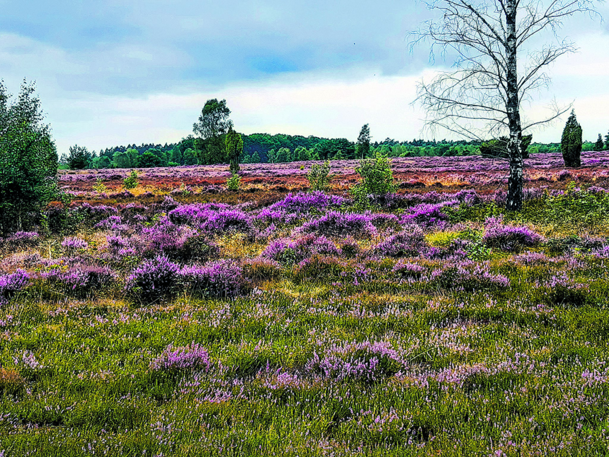 Die Heide Steht In Voller Blute Lilafarbene Pracht Jetzt Lohnt