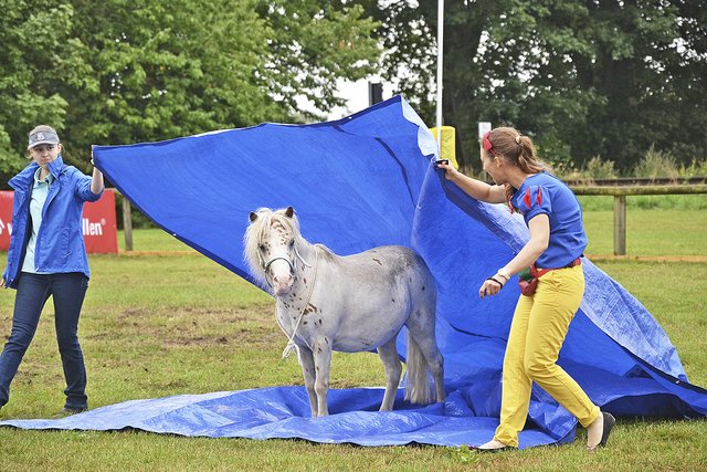 Das Pony Joschi, vorgestellt von Annika Markgraf, hat vor nichts Angst | Foto: sc