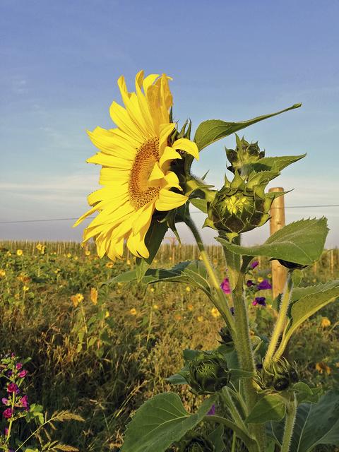 Auch Sonnenblumen zeigen sich auf der Blütenwiese