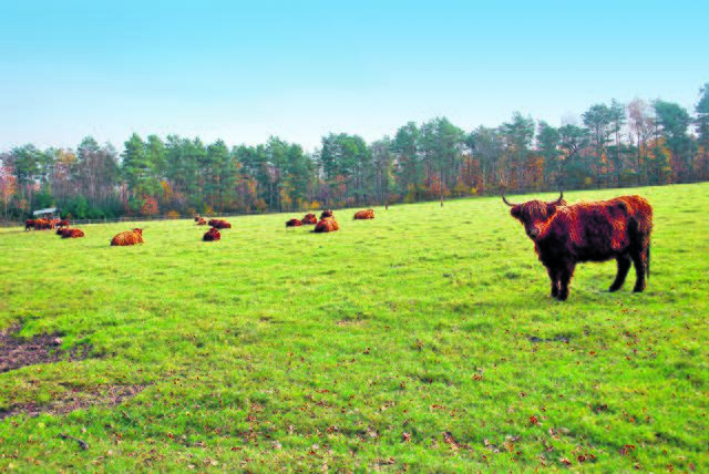 Hochlandrinder auf der Vorwerk-Fläche in der Todtglüsinger Heide