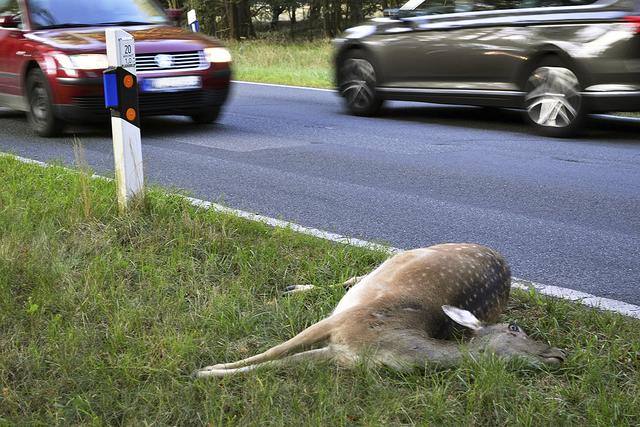 Auf der Suche nach Futter kommt es jetzt vermehrt zu Wildwechseln, dadurch besteht eine erhöhte Unfallgefahr   Foto: bim