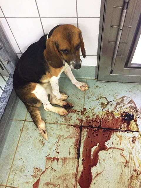 "Soko Tierschutz" und Cruelty Free" liefern erschütternde Beweise: einer der blutenden Hunde | Foto: Soko Tierschutz/crueltyfree int