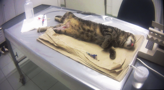 Auch an Katzen werden Arzneimittel getestet | Foto: Soko Tierschutz/crueltyfree int