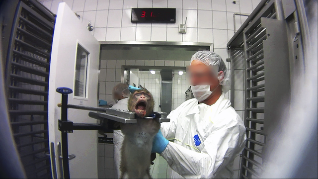 Die Affen werden bei den Versuchen im LPT in Mienenbüttel äußerst grob behandelt, wie diese Aufnahme zeigt | Foto: Soko Tierschutz/crueltyfree int