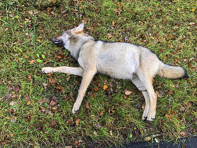 Dieser Wolfswelpe wurde auf der B75 nahe Königsmoor überfahren