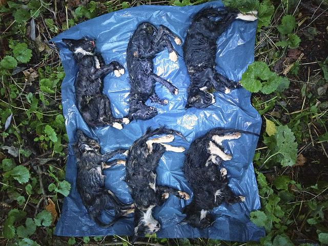 Grausamer Fund: Sechs tote Katzenjunge in Over | Foto: Julia Welsch