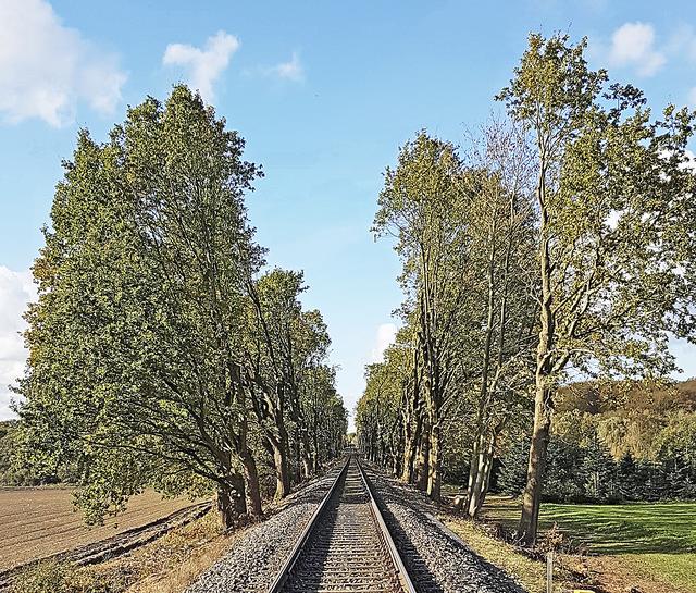 Freie Fahrt für die Bahn: Die Bäume zu beiden Seiten wurden sehr stark beschnitten   Foto: Ralf Poppe