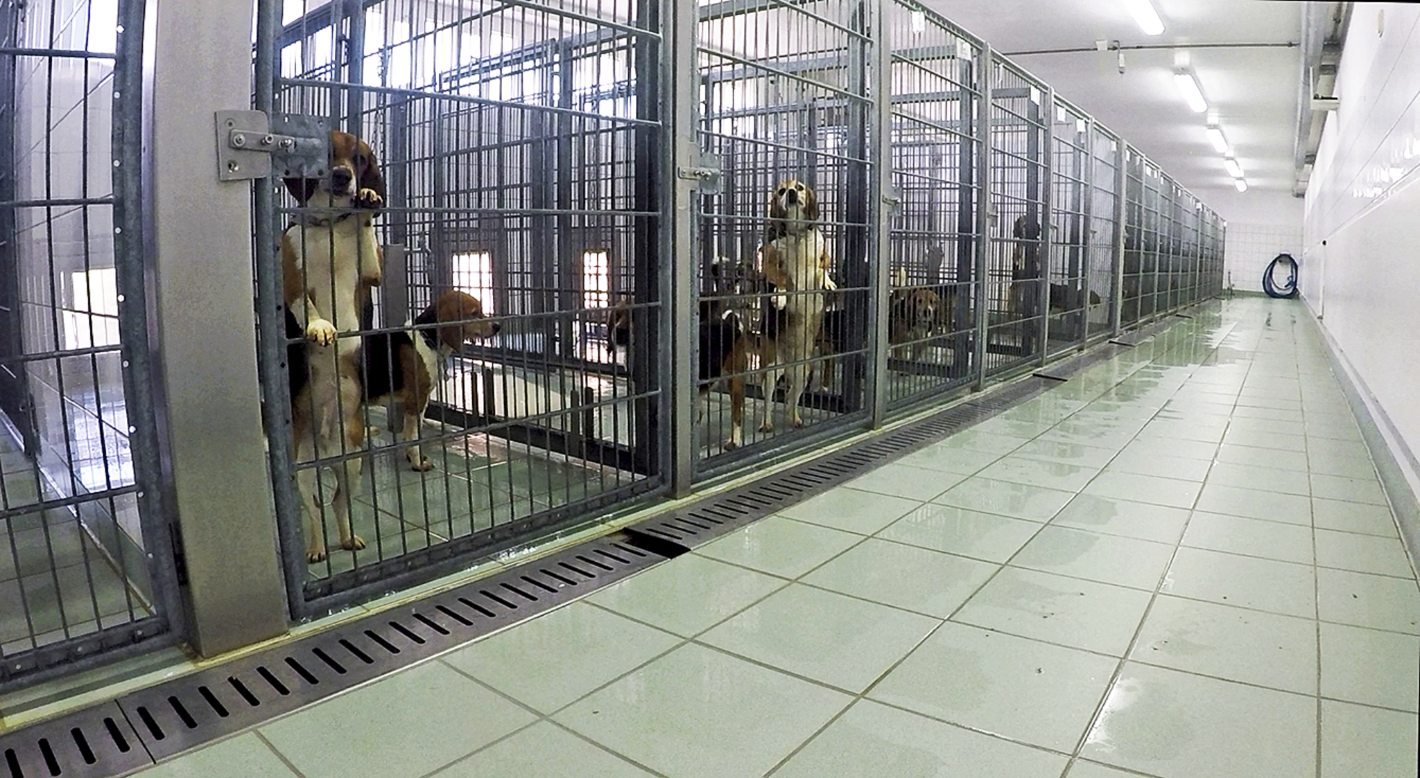 Labor Lpt Geschlossen Das Passiert Mit Den Tieren