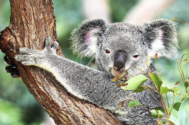 Der Lebensraum der australischen Koala wird durch die Buschbrände vernichtet