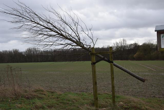 Dieser abgesägte Baum hängt im böigen Wind in der Halterung