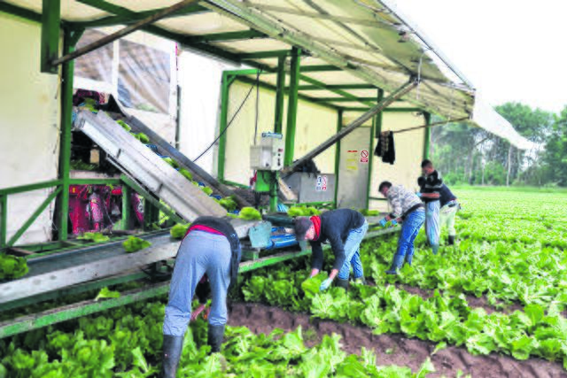 Erntehelfer der Behr AG auf dem Salatfeld. Die Ernährungswirtschaft spielt in Seevetal eine große Rolle | Foto: Exner