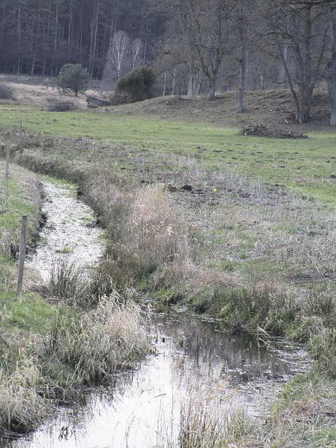 Der Radenbach oberhalb der Brücke: Das Bachbett wurde ausgebaggert, sodass das Wasser schneller abfließt und die angrenzenden Flächen landwirtschaftlich genutzt werden können. Der Nachteil: kein Lebensraum mehr für gefährdete, feuchteliebende Pflanzen und Tiere
