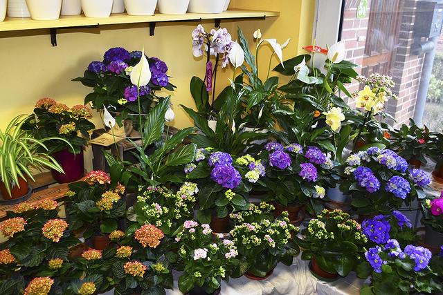 Petra Menck bietet viele Pflanzen und Blumen an | Foto: Axel-Holger Haase