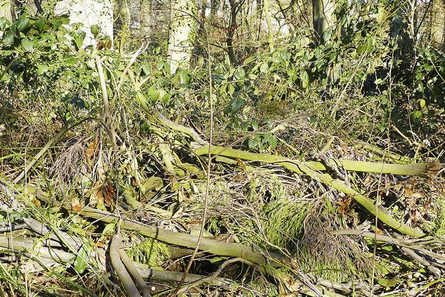 Illegal entsorgte Gartenabfälle in der Gemarkung Hittfeld.
Sie stören den natürlichen Nährstoffkreislauf