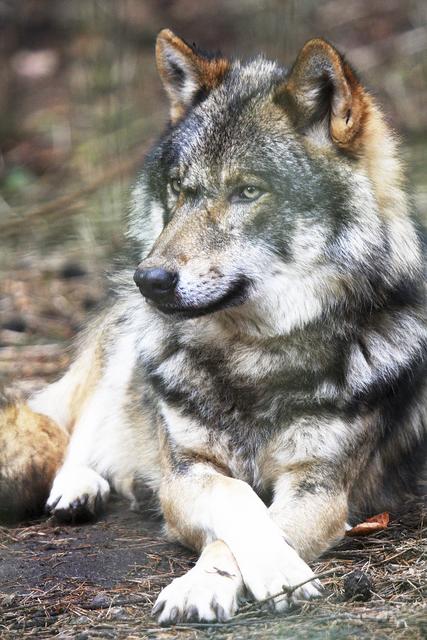 Im Wildpark Schwarze Berge lebt der Europäische Wolf