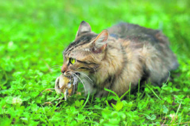 Vögel können streunenden oder unbeaufsichtigten Katzen zum Opfer fallen | Foto: vvvita / fotolia
