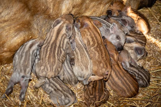Auch die Schweine haben in der Zwischenzeit süßen Nachwuchs bekommen