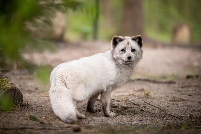Die Polarfüchse fühlen sich in ihrem neuen Gehege wohl