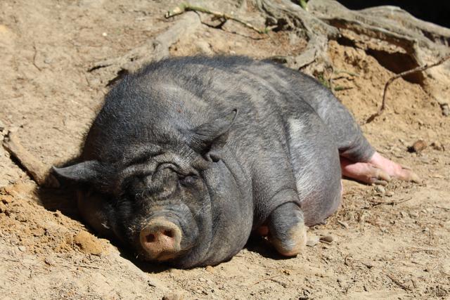 Die Hängebauchschweine genossen die Sonne