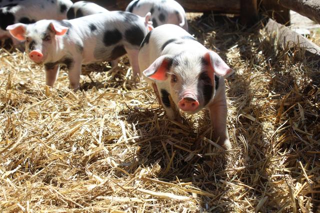 Die Ferkel und Lämmer im Freilichtmuseum freuen sich auf die Besucher