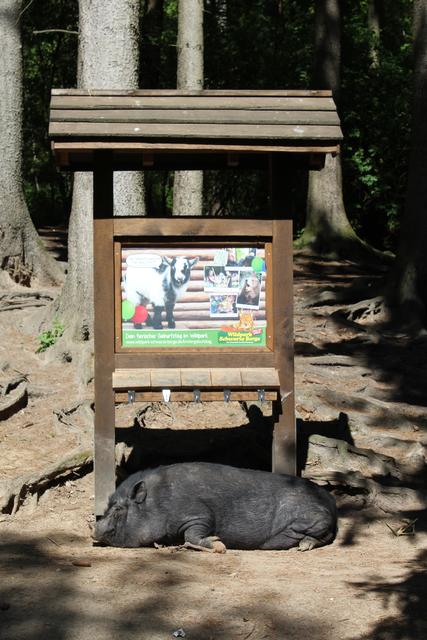 Die Ruhe ist vorbei - am Mittwoch strömten die Besucher in den Wildpark Schwarze Berge