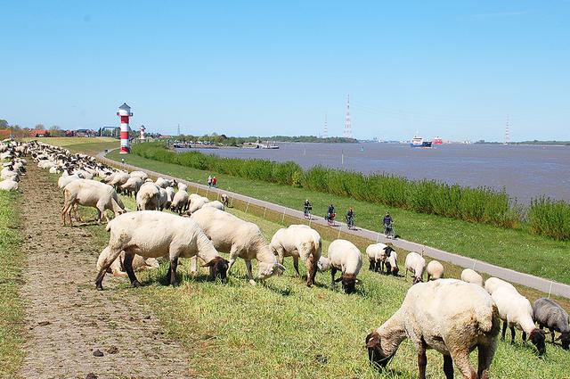 Schiffe gucken, Schafe zählen - es herrscht wieder Leben auf dem Elbdeich Fotos: sla