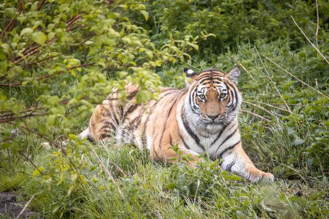 Anushka erkundet in aller Ruhe und völlig gelassen das großzügige Gehege im Wildpark Lüneburger Heide