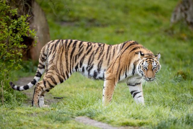 Dascha wagt ihre ersten Schritte ins Tigergehege im Wildpark 