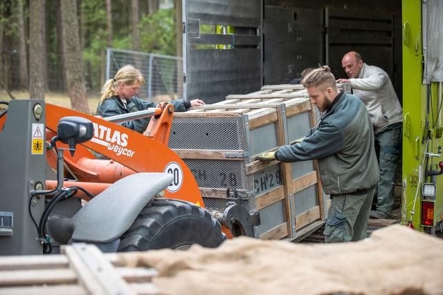 Vorsichtig wird im Wildpark Lüneburger Heide eine der beiden Transportkisten mit den Sibirischen Tigerdamen entladen