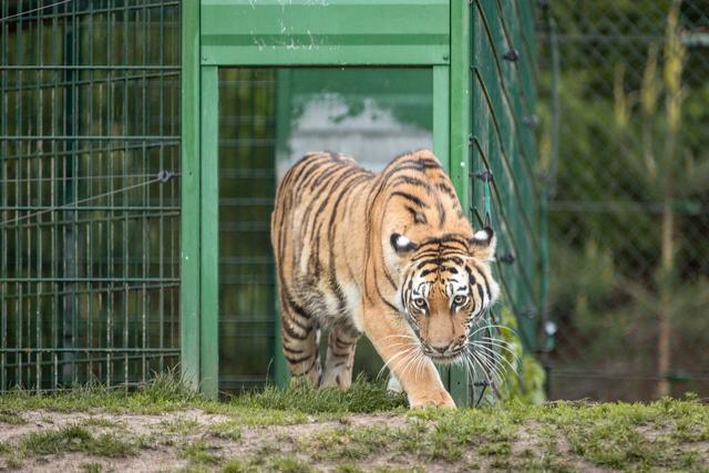 Sobald der Schieber zum Freigehege am frühen Mittwochmorgen geöffnet wird, wagt Tigerdame Anushka den ersten Schritt ins Freigehege