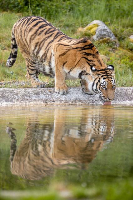 Nach ihrem ersten Streifzug löscht Anushka ihren Durst am Teich