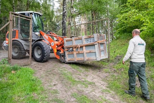Per Radlader wird die Transportkiste mit der wertvollen Fracht die letzten Meter zum Gehege transportiert