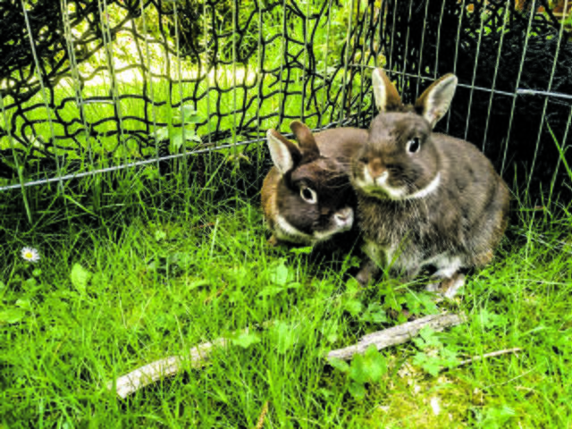 Einfach niedlich: Auf Kaninchen "Schnüffel" und Bruder "Jack" wird jetzt besser Acht gegeben