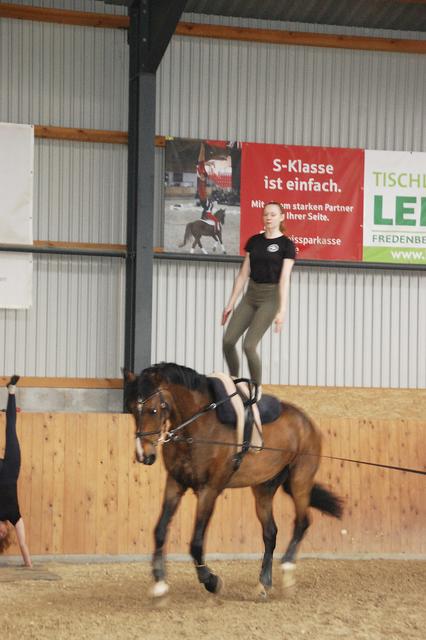 Rubin trabt an der Longe, während Anna in den Stand kommt 