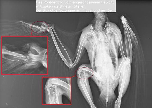 Die Schrotkugeln sind auf dem Röntgenbild zu erkennen | Foto: Ramm
