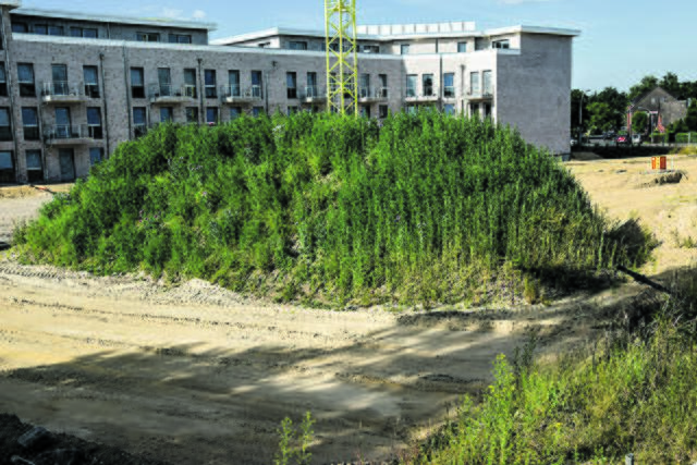 Grüne Oase: Auf der Baustelle "Alter Zirkusplatz" hat die Natur einen Erd- und Steinhaufen erobert