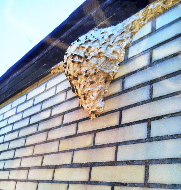 Wespen bauen ihre Nester mit Papier, dass sie aus Holz- oder Pflanzenfasern herstellen. Je nach Art bauen Wespen ihre Nester unterirdisch oder hängen sie z.B. in Hecken, Bäumen oder auf Dachböden auf. Baut die Königin das Nest anfangs noch selbst, übernehmen später Arbeiterinnen diese Aufgabe | Foto: Meyer