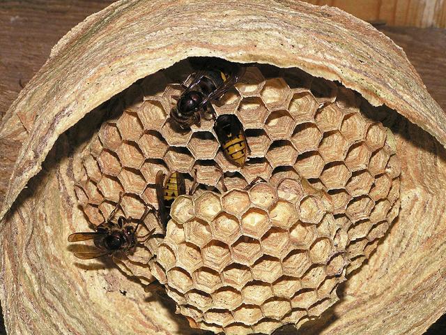 Hornissen sind nicht agressiv, werden aber aufgrund ihrer Größe (die Königin kann bis zu 3 cm lang werden) vom Menschen oft als bedrohlicher als andere Wespenarten wahrgenommen. Auch wenn das Vorurteil sich hartnäckig hält: Der Stich einer Hornisse ist nicht giftiger als der anderer Wespenarten | Foto: Archiv/Rainer v. Brook