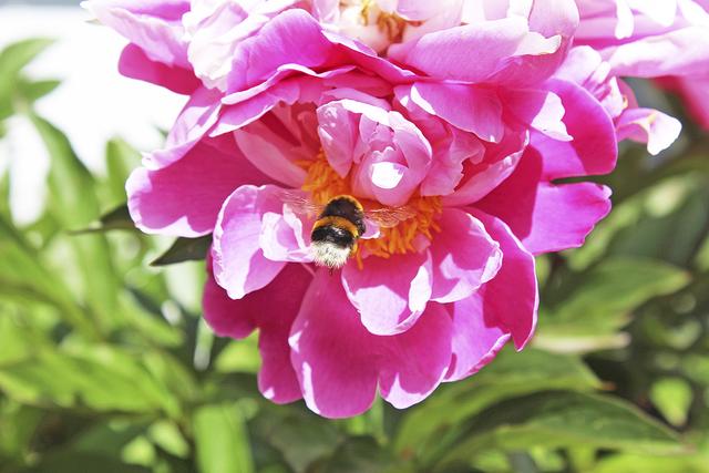 Auch die Hummeln zählen zu den Schützlingen des Insektenbeauftragten | Foto: as