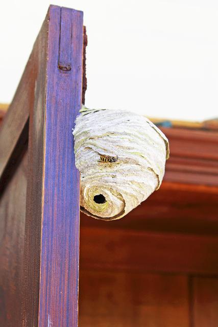Nestbau im Akkord: dieses Nest ist innerhalb eines Tages entstanden. Der Wespenstaat ist arbeitsteilig organisiert, die Individuen sind entweder mit dem Nestbau, der Zellensäuberung, der Larvenfütterung, der Versorgung der Königin oder der Nahrungsbeschaffung beschäftigt | Foto: as