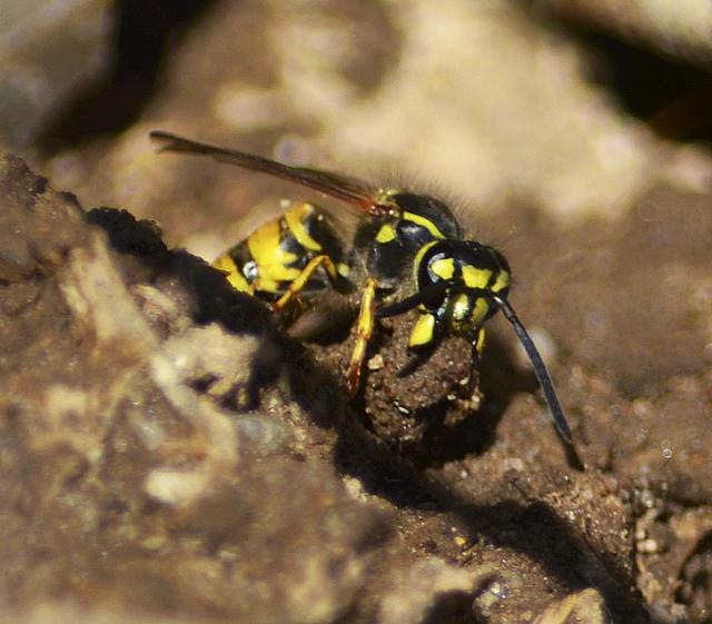 Die unterirdischen Nester der Deutschen Wespe oder Gewöhnlichen Wespe könne mehr als einen halben Meter breit und tief sein. Um den unterirdischen Hohlraum zu schaffen, nimmt jede Wespe beim Verlassen des Nestes ein Stückchen Erdreich mit und lässt es im Freien fallen | Foto: bim
