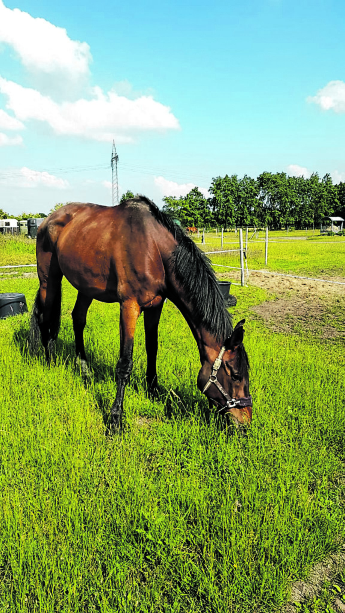 voltigiermannschaft Grevelauer Voltigierer bitten um Unterstützung: Winsener Voltigierer in  Notlage - Winsen