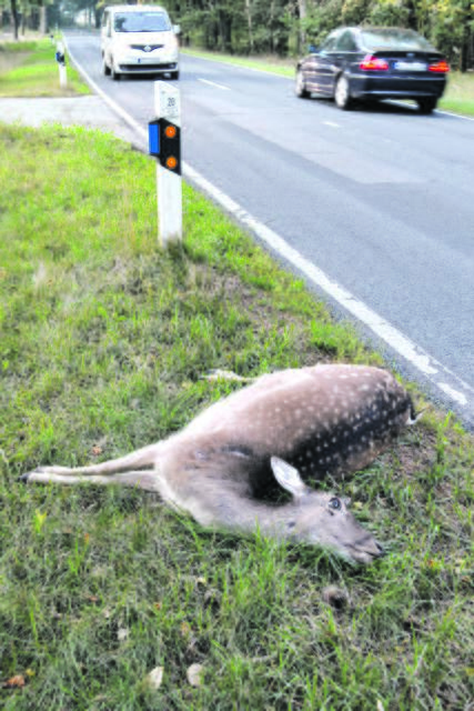 Autofahrer aufgepasst: jetzt kann es vermehrt zu Wildwechsel kommen Foto: bim