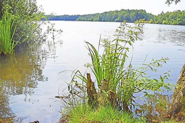 Der See im Maschener Moor zählt zu den größten 
Badegewässern im Landkreis Harburg | Foto: ts