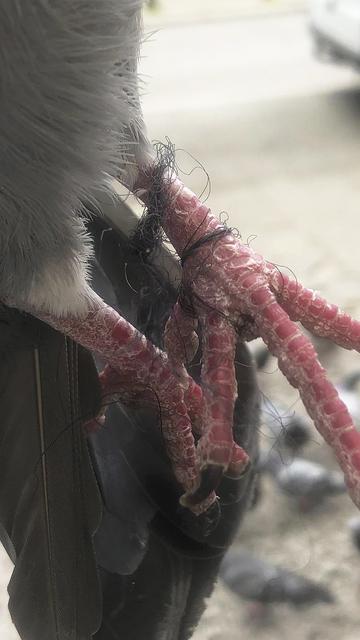 Die Vereinsmitglieder entfernen die Schnüre an den Füßen