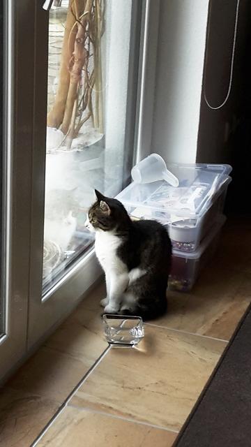 Katze "Topolina" wurde von einem rücksichtslosen Autofahrer getötet